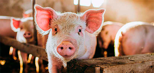 BEYOND FARMGUARDIAN, participación en la porcicultura mediante su tecnología de punta soberana alimentaria permitir acabar pobreza rural Berdegue2