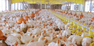 Avicultura en México 2026: El sector consolida su liderazgo frente al desafío de costos con inversión en tecnología y bienestar animal