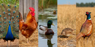 Calidad nutricional y tradición culinaria de pavo, pollo, pato, codorniz y faisán