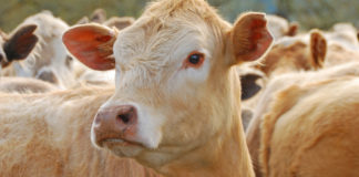 Ganaderos de Sonora mantienen diálogo activo para reanudar exportación de ganado a EE.UU.