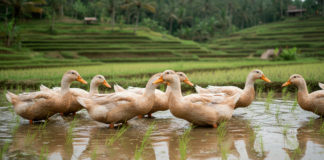 Instalaciones para Anacultura y el Rol de los Patos en la Agricultura Sustentable