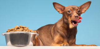Nutrición de precisión y premiumización en Pet Food