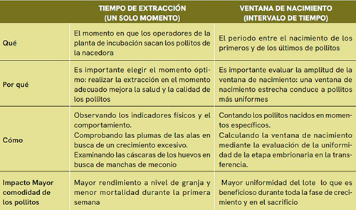 Saque de pollitos de un día Saque pollitos dia petersime1