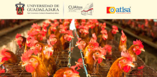 Sistemas de producción avícola