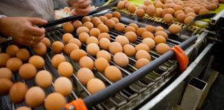 Sonora consolida su liderazgo como potencia nacional en la producción de huevo