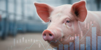 Análisis Semanal del Mercado Porcino (Semana del 6 al 13 de febrero de 2026)