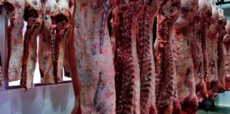El camino de la carne de res: del becerro al plato de las familias de México