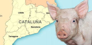 Brote de PPA en Cataluña: la mirada del IRTA-CReSA