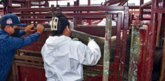Positiva estrategia sanitaria para contener el GBG en Tamaulipas, Veracruz y San Luis Potosí