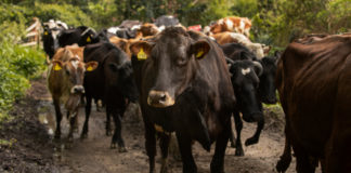 La riqueza olvidada: Razas criollas y su adaptación al cambio climático