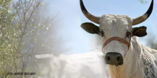 Importancia de la fibra detergente neutro físicamente efectiva en la dieta del toro de jaripeo
