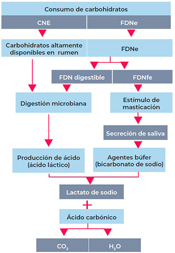 Importancia de la fibra detergente neutro físicamente efectiva en la dieta del toro de jaripeo toro de jaripeo3