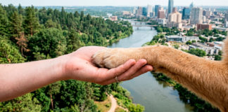7 de cada 10 enfermedades que afectan a los humanos provienen de los animales