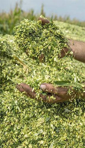 Análisis económico y de producción de ensilado de maíz en una unidad productiva del trópico de Veracruz Analisis economico produccion ensilado maiz unidad productiva tropico Veracruz 1