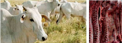 Becerro o producción cárnica: la decisión que mueve a la ganadería mexicana Becerro produccion carnica