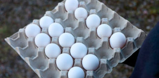 Huevos del futuro: gallinas suecas alimentadas con micoproteína en lugar de soja