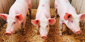 Lesiones pulmonares por CRP y su impacto en la productividad porcina