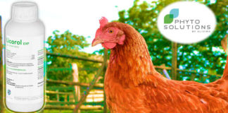 En cerdos y aves, Licorol fortalece las defensas respiratorias en época de estrés térmico