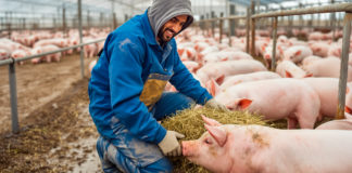 Porcicultores Mexicanos impulsan el Plan México para la Porcicultura con el lanzamiento del Sello “Cerdo Mexicano”