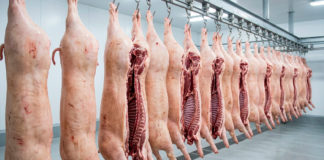 Producción de carne de cerdo en México crece 6%* en 2025