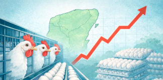 Yucatán se mantiene entre los principales productores de huevo en México