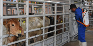 Situación de la presencia del gusano barrenador del ganado en México