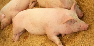 E. coli en la cría, libras de carne de cerdo en el engorde