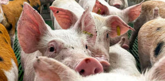 México analizará levantar la suspensión a la importación de carne de cerdo de España
