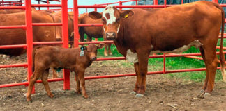 AGRICULTURA intensifica operativo para contener el gusano barrenador del ganado en el noreste del país