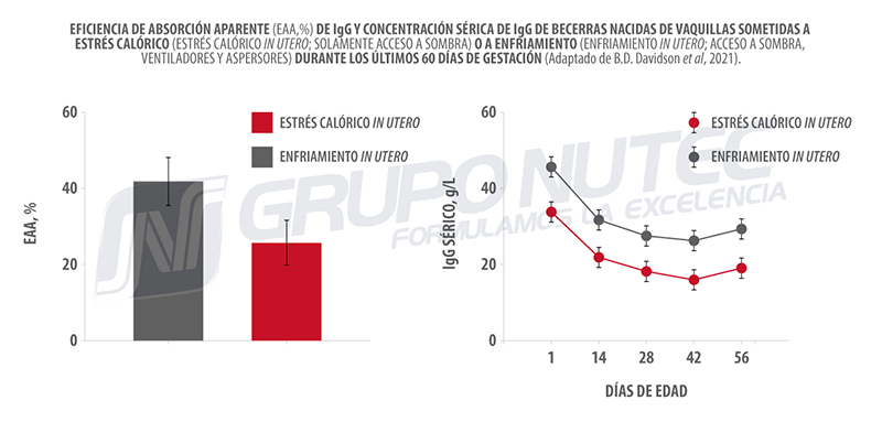 Efecto del estrés calórico durante el periodo seco y el final de la gestación del ganado lechero Efecto estres calorico durante periodo seco final gestacion ganado lechero g2