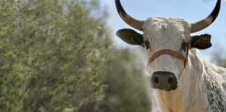 Fibra detergente neutro efectiva en dieta de toro de jaripeo.