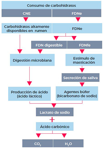 Fibra detergente neutro efectiva en dieta de toro de jaripeo. JARIPEOS MEXICANOS 6