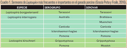 Leptospirosis porcina: manifestaciones clínicas e impacto productivo. Leptospirosis porcina manifestaciones clinicas impacto productivo c1
