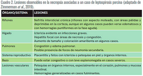 Leptospirosis porcina: manifestaciones clínicas e impacto productivo. Leptospirosis porcina manifestaciones clinicas impacto productivo c2