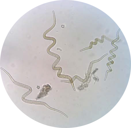 Leptospirosis porcina: manifestaciones clínicas e impacto productivo. Leptospirosis porcina manifestaciones clinicas impacto productivo1