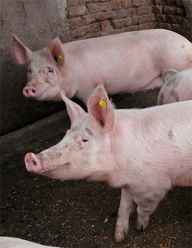 Leptospirosis porcina: manifestaciones clínicas e impacto productivo. Leptospirosis porcina manifestaciones clinicas impacto productivo3