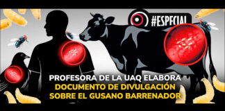 Profesora de la UAQ elabora documento de divulgación sobre el gusano barrenador