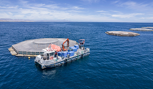 Santomar® destaca el valor de la acuacultura responsable para el equilibrio de los océanos Santomar Viveros marinos