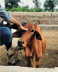 Vacunación: una oportunidad clave para el futuro de la sanidad animal Vacunacion oportunidad clave futuro sanidad animal 2