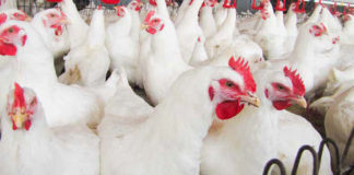 Vacunación: una oportunidad clave para el futuro de la sanidad animal