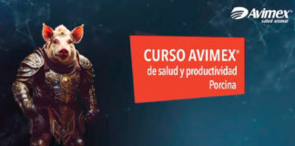 Curso Avimex de salud y productividad porcina