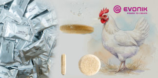 La nueva generación de probióticos solubles de uso en el agua para optimizar la salud intestinal en aves