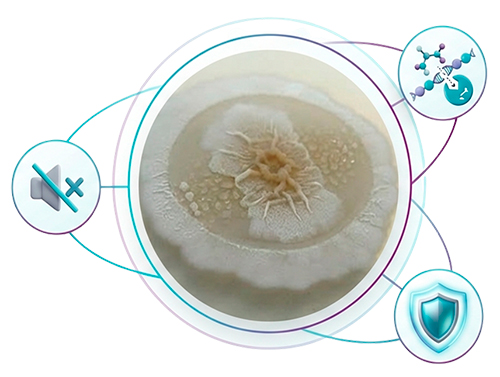 La nueva generación de probióticos solubles de uso en el agua para optimizar la salud intestinal en aves probioticos solubles uso agua optimizar salud intestinal aves3