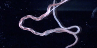 Alternativas no farmacológicas en el combate de los nematodos en sus fases larvarias