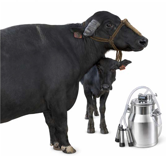 Composición nutricional de la leche de búfala de agua: implicaciones tecnológicas y alimentarias Composicion nutricional leche bufala agua 1