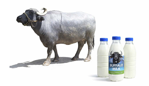 Composición nutricional de la leche de búfala de agua: implicaciones tecnológicas y alimentarias Composicion nutricional leche bufala agua 2