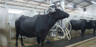 Composición nutricional de la leche de búfala de agua: implicaciones tecnológicas y alimentarias