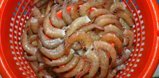 Inicia la veda de camarón en el Golfo de México y Mar Caribe