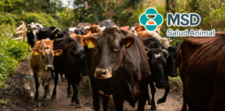 MSD Salud Animal impulsa soluciones integrales para erradicar el GBG