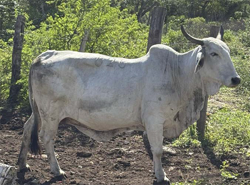 Patogenicidad de la picadura-mordedura de la garrapata Rhipicephalus spp. y la susceptibilidad en bovinos Patogenicidad picadura mordedura garrapata Rhipicephalus spp susceptibilidad bovinos 6